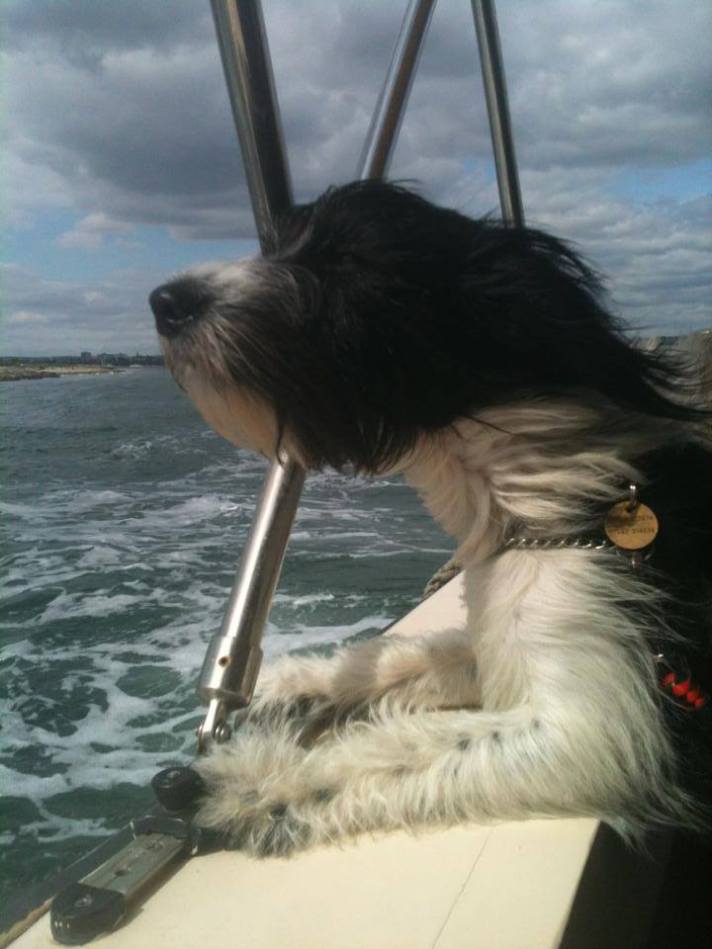 SMUDGE (February 2013) Enjoying his first boat trip! "Smudge, came to us in February 2013, much loved and has a fur-sister now too."