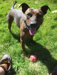 ARWIN (27th December 2014) came to his new home in South Devon on 27.12.14. Here he is with his ball in the sunshine.