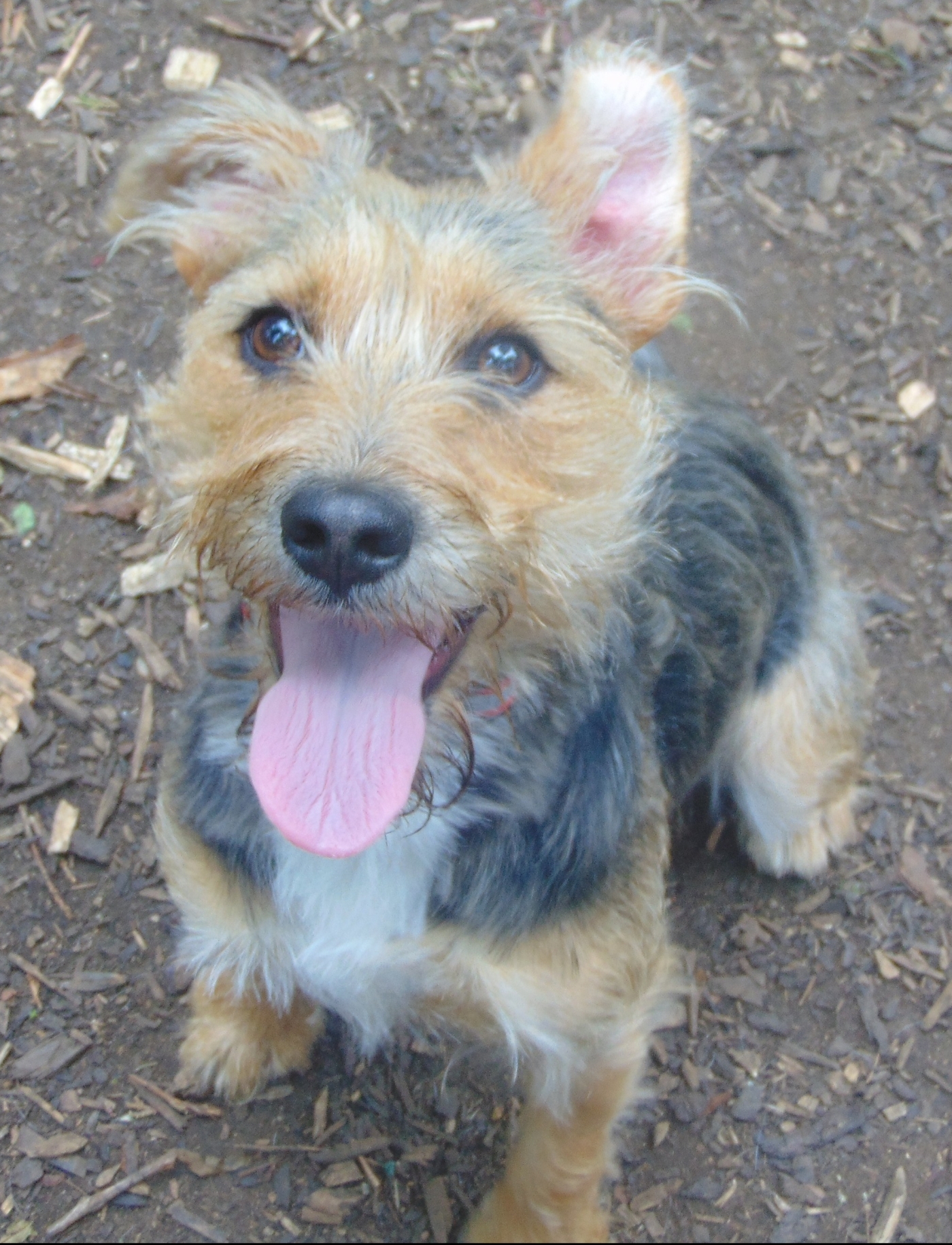SCRUFFY. Yorkshire Terrier x Parsons Jack Russell 3 Years Old looking for a new home